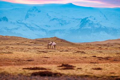 Scenic view of desert