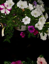 High angle view of pink flowering plant