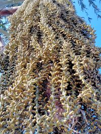 Low angle view of cactus plant against sky