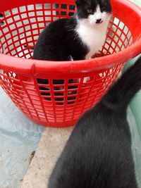 Close-up of kitten in basket