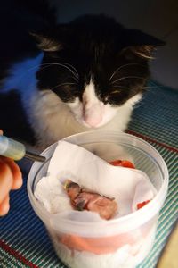 High angle view of cat eating food