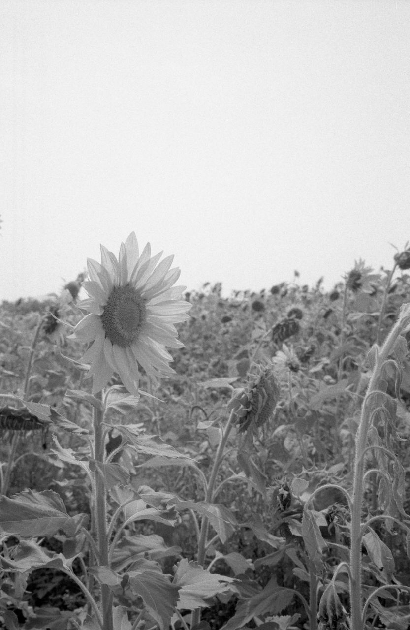 plant, growth, black and white, flower, flowering plant, monochrome photography, nature, beauty in nature, monochrome, field, land, freshness, sky, fragility, flower head, no people, day, inflorescence, close-up, tranquility, petal, outdoors, landscape, sunflower, grass, clear sky, white, agriculture