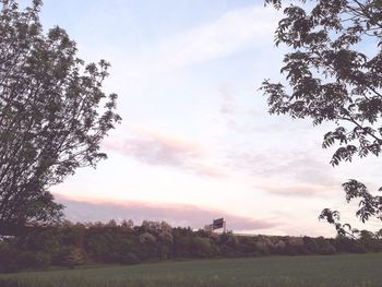 Trees on field against sky