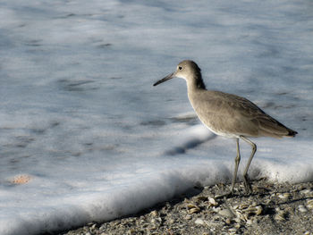 Seagull on beach