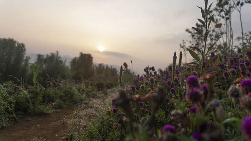 Purple flowering plants on field against sky during sunset