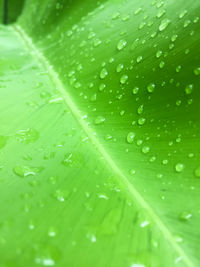 Full frame shot of raindrops on leaf