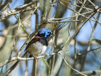 Close-up of bird perching on branch