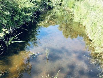 Reflection of trees in lake