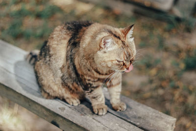 Close-up of a cat looking away