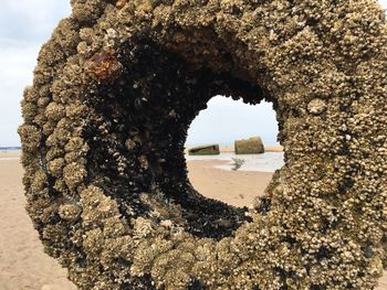 Barnacles on circular structure at beach