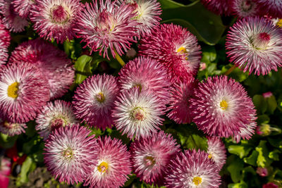 Full frame shot of purple flowering plants