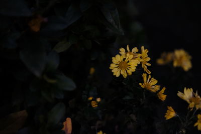 Close-up of yellow flowering plant on field