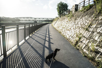 Dog on railing by bridge against sky