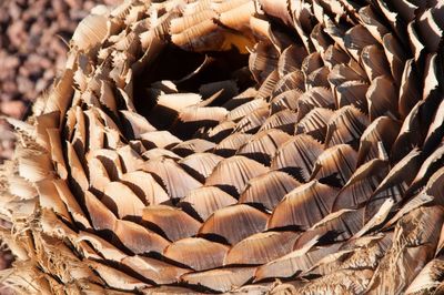 Full frame shot of logs