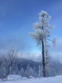 Trees on snow covered landscape against sky