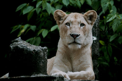 Portrait of a lion