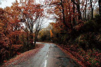 Road amidst trees in forest during autumn