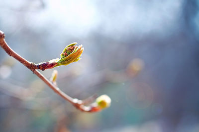 Close-up of flowering plant