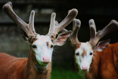 Close-up of deer