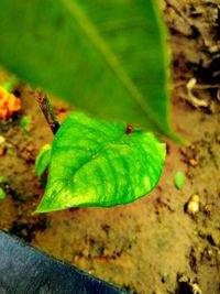 Close-up of insect on leaf