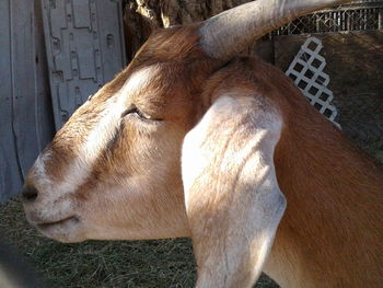 Close-up of horse