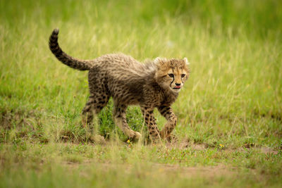 Cheetah cub crosses grassy plain raising paw