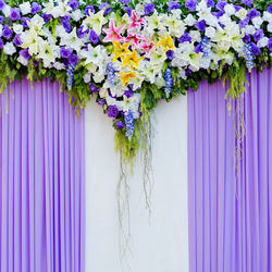 Purple flowering plants against blue wall