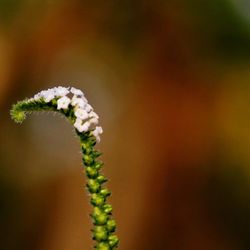Close-up of flower buds