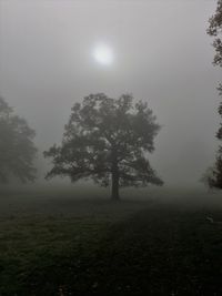 Tree on field against sky