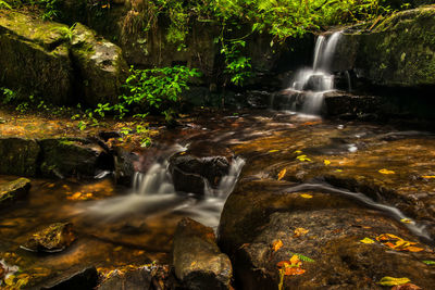 Scenic view of waterfall in forest