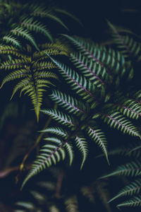 Close-up of fern leaves