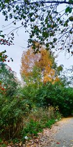 Footpath by trees against sky