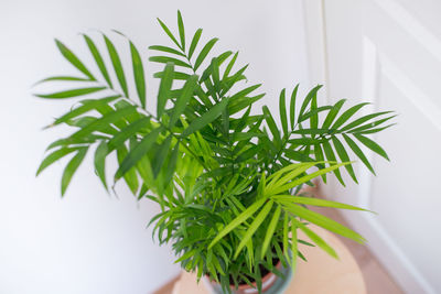 Close-up of potted plant against white wall