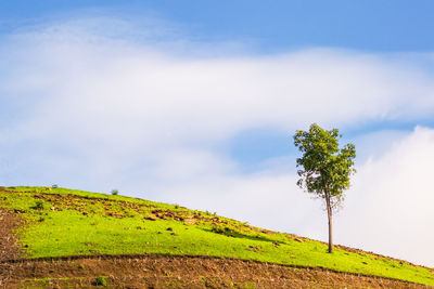 Tree on field against sky