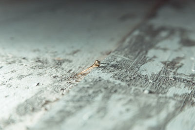 Close-up of ant on wood