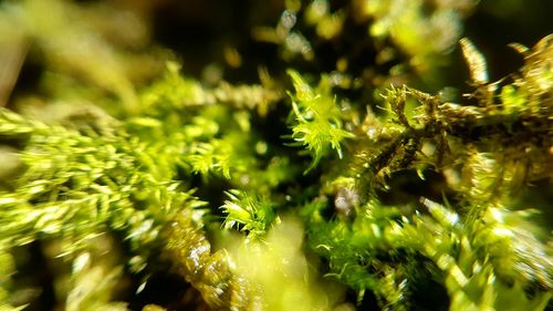 Close-up of plant