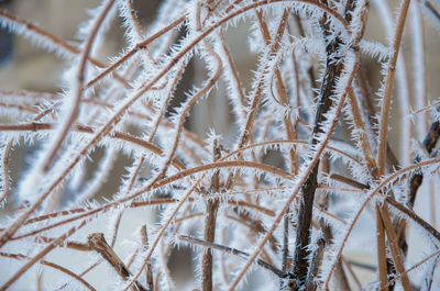 Close-up of frozen plants