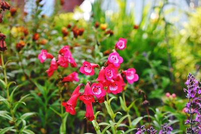 Close-up of red flowers blooming outdoors