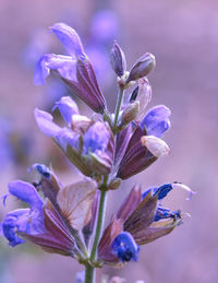 Close-up of purple flowering plant