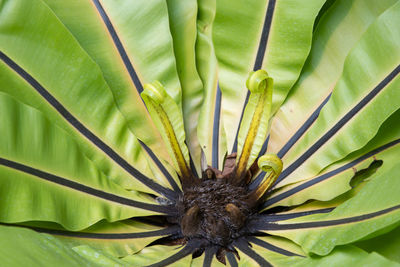 Full frame shot of green leaf