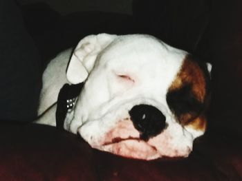 Close-up of a dog sleeping on bed