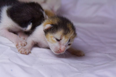 Close-up of kitten relaxing on bed