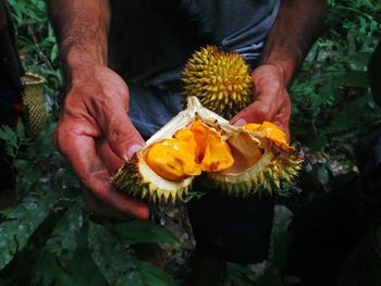 Midsection of man holding durian at farm