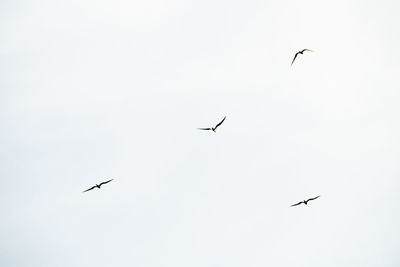 Low angle view of birds flying in sky