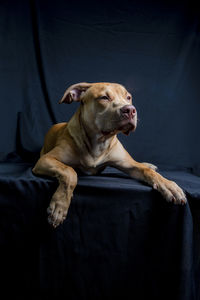 Portrait of a pit bull dog lying down against black background. 