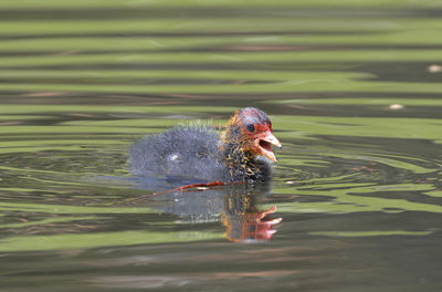 Duck swimming in lake