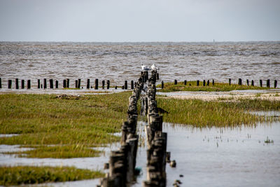 Seagulls on a fascine before westerhever