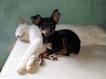 High angle view of dog resting