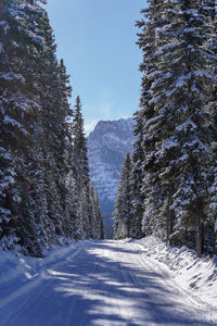 Snow covered road amidst trees and mountains against sky. hyalite canyon near bozeman, montana.