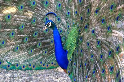 Full frame shot of peacock